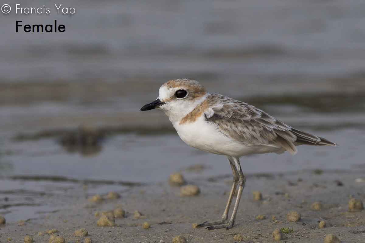 Charadrius peronii