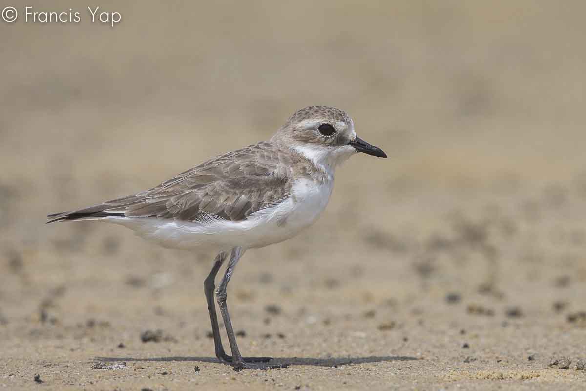 Charadrius mongolus