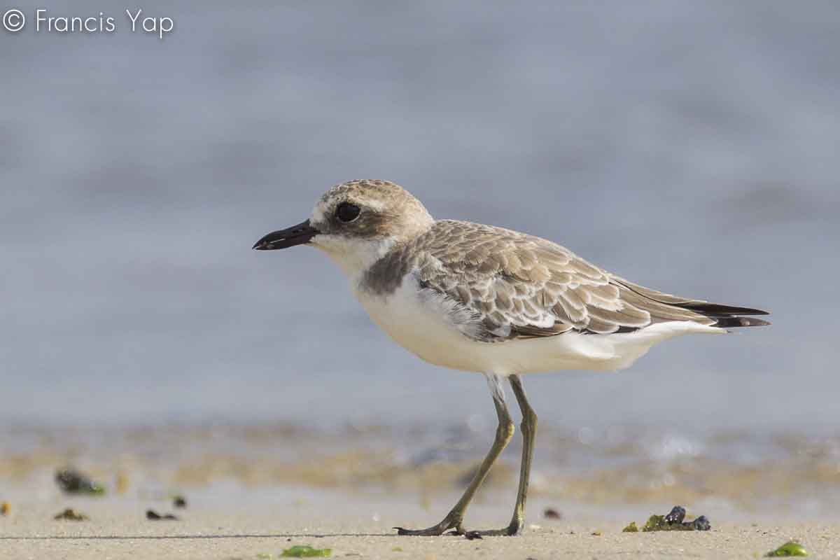 Charadrius leschenaultii