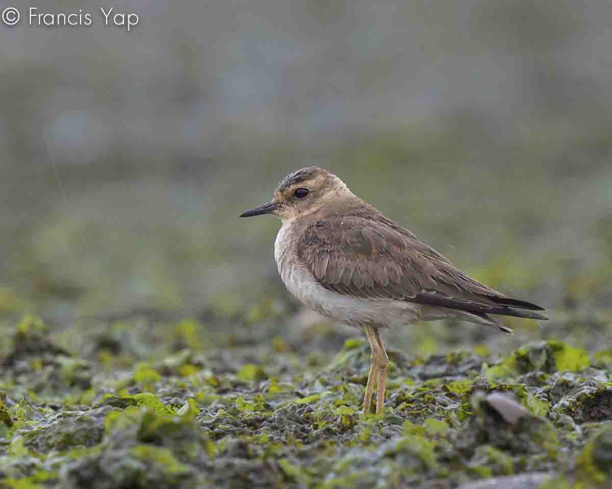 Charadrius veredus