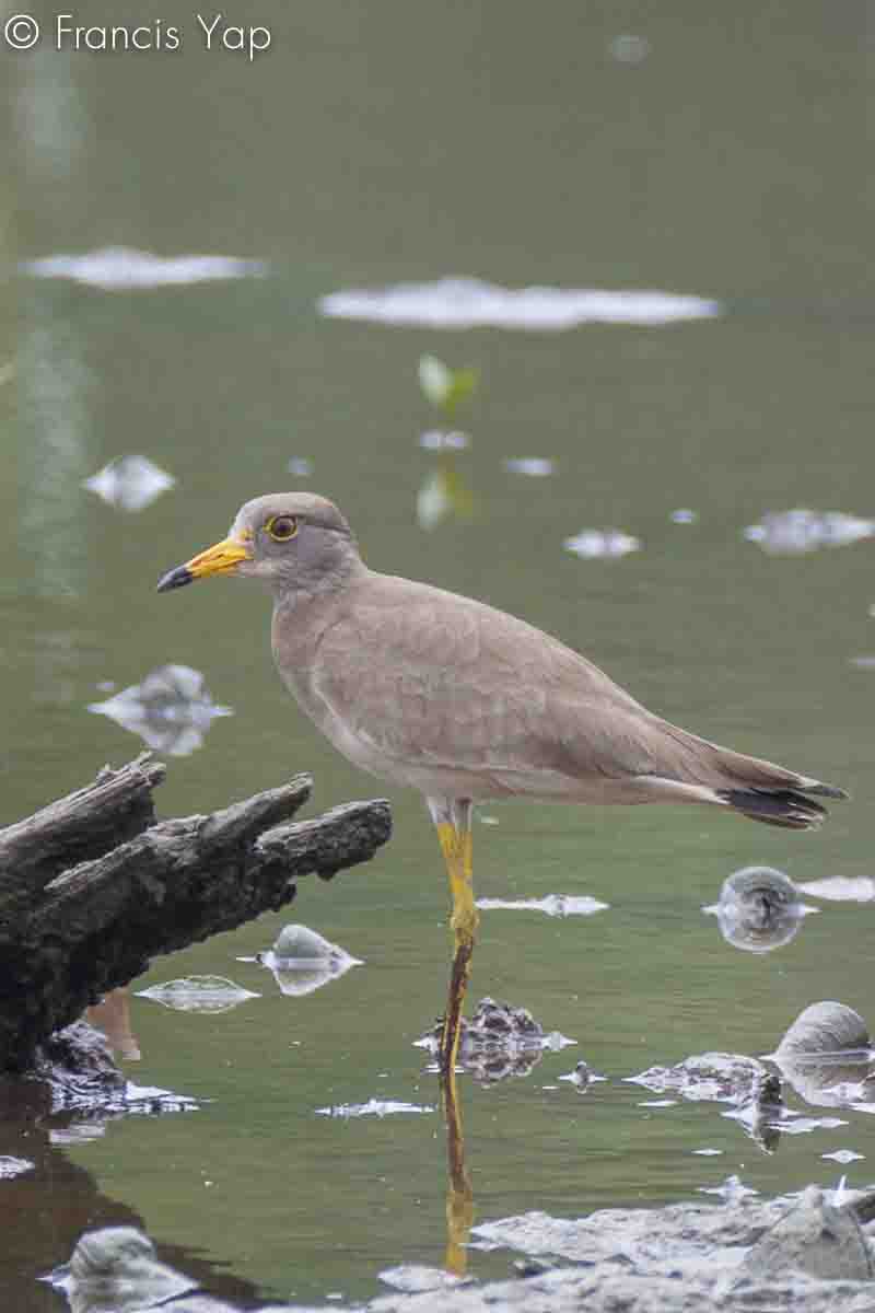 Vanellus cinereus