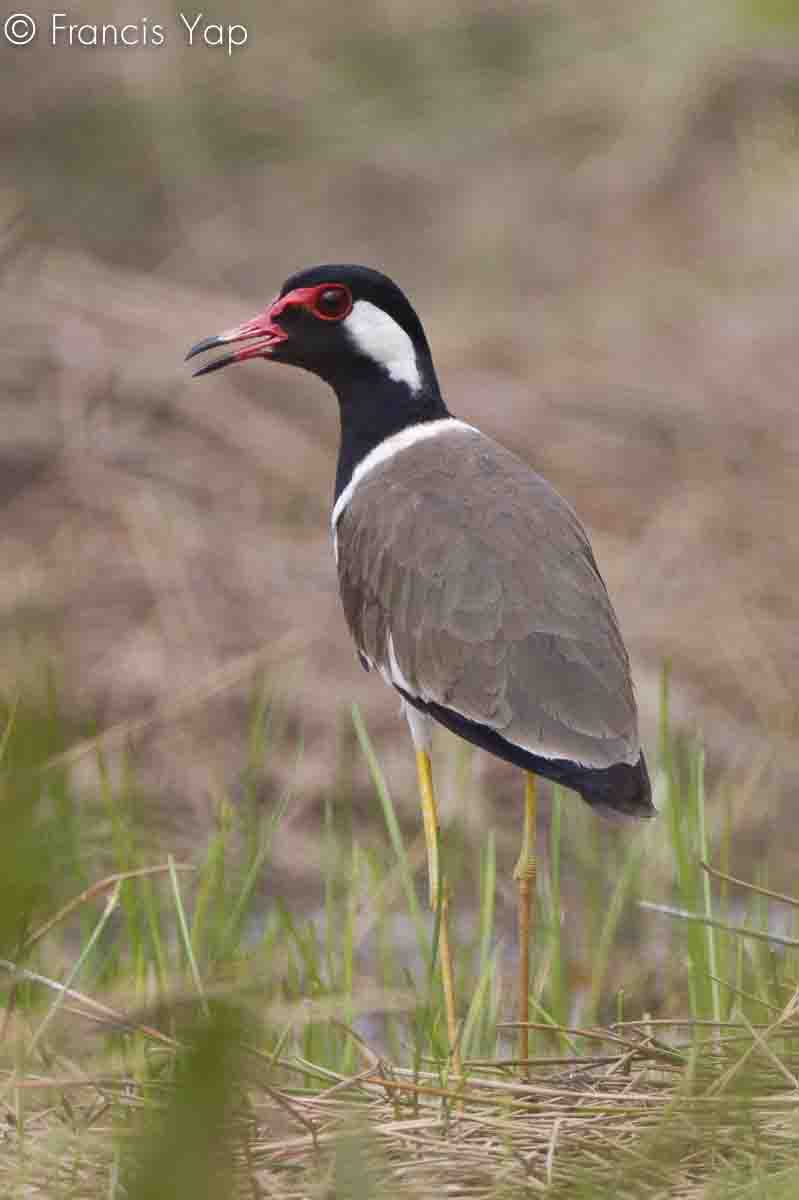 Vanellus indicus