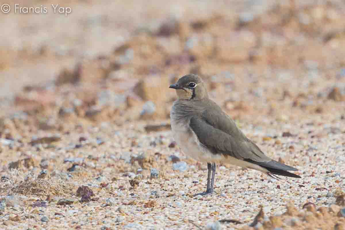 Glareola maldivarum