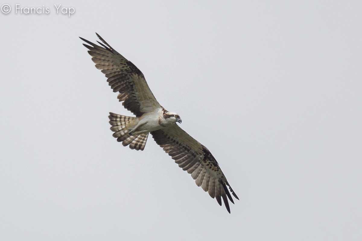 Pandion haliaetus