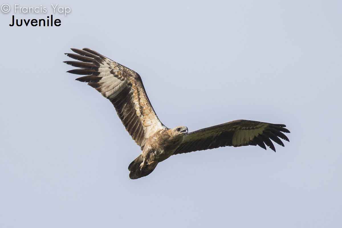 Haliaeetus leucogaster