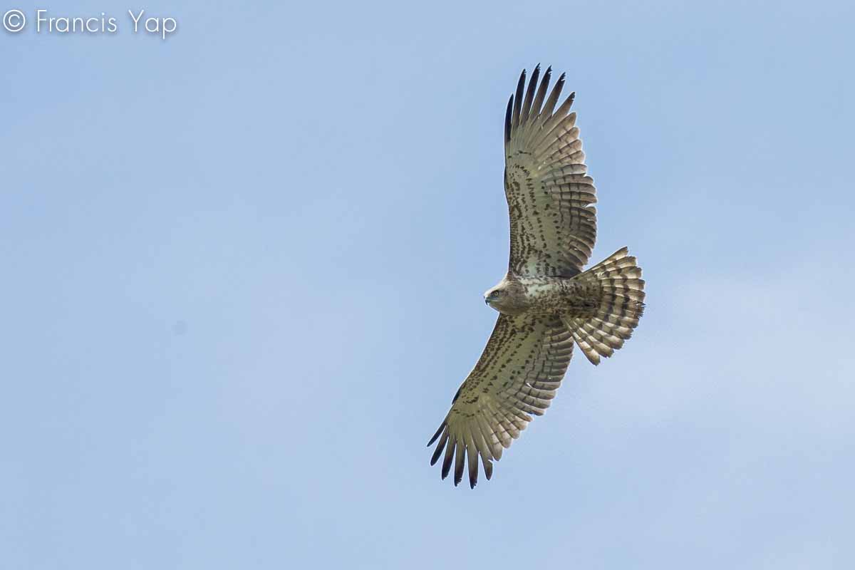 Circaetus gallicus