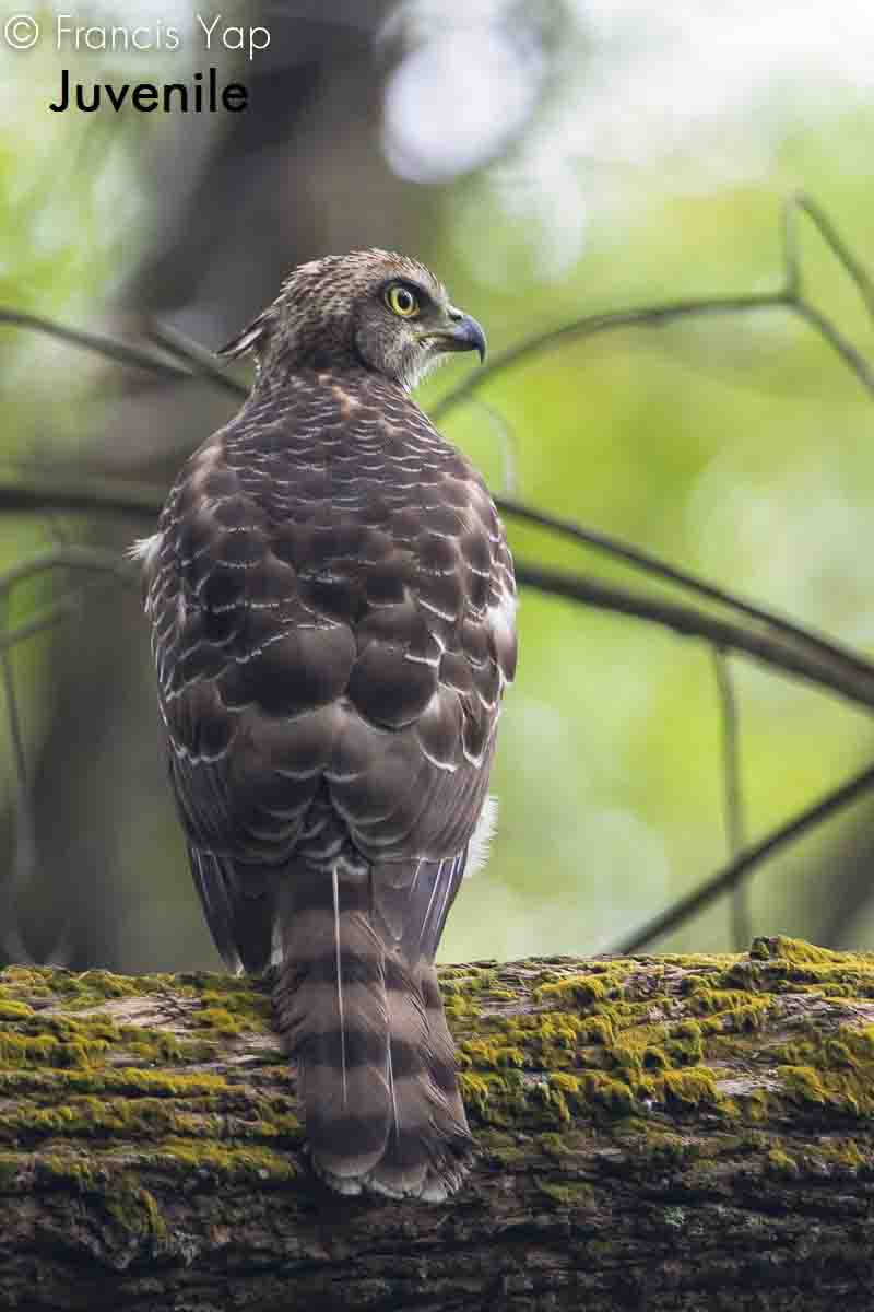 Accipiter trivirgatus