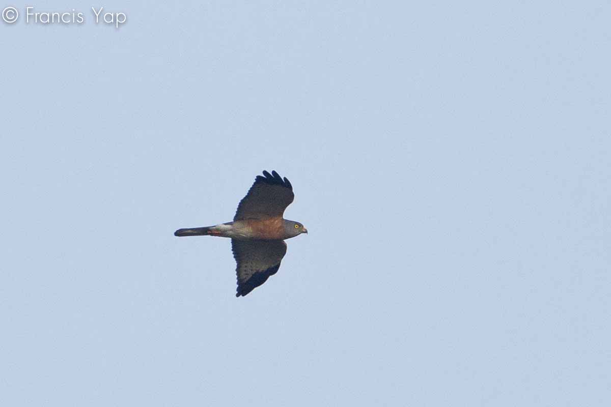 Accipiter soloensis