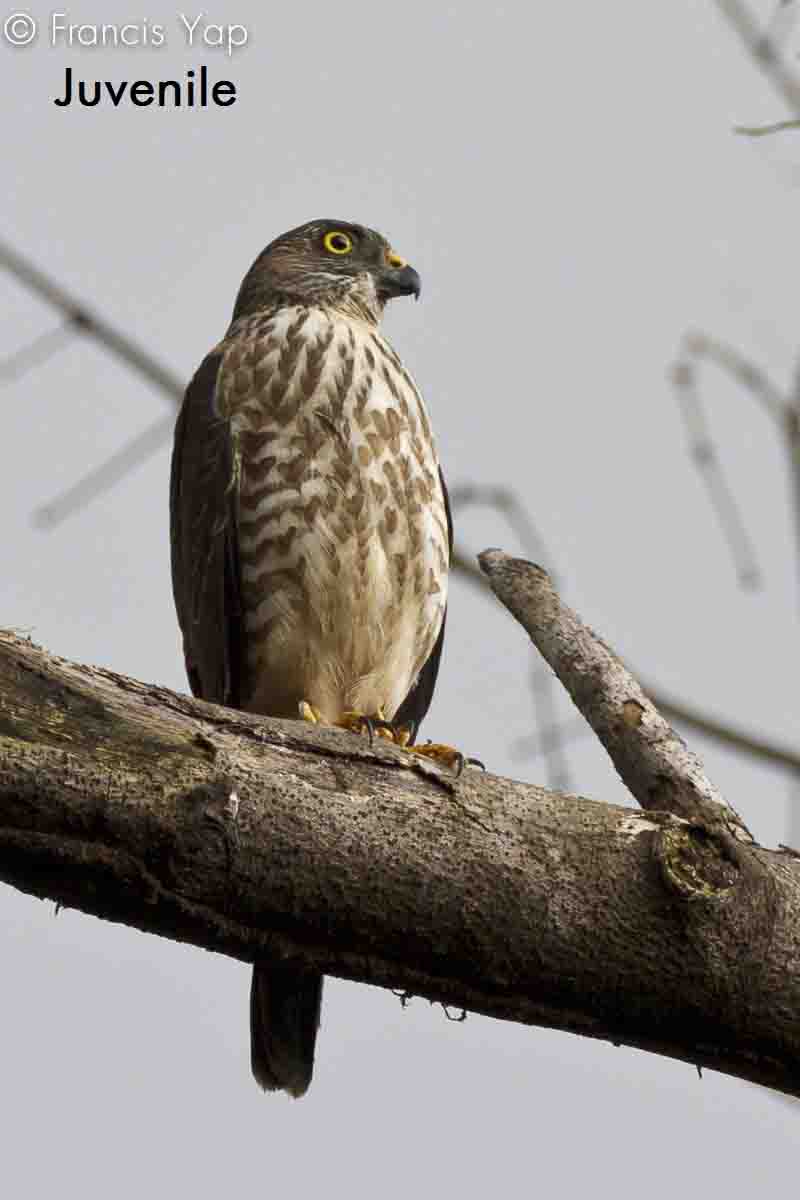 Accipiter soloensis