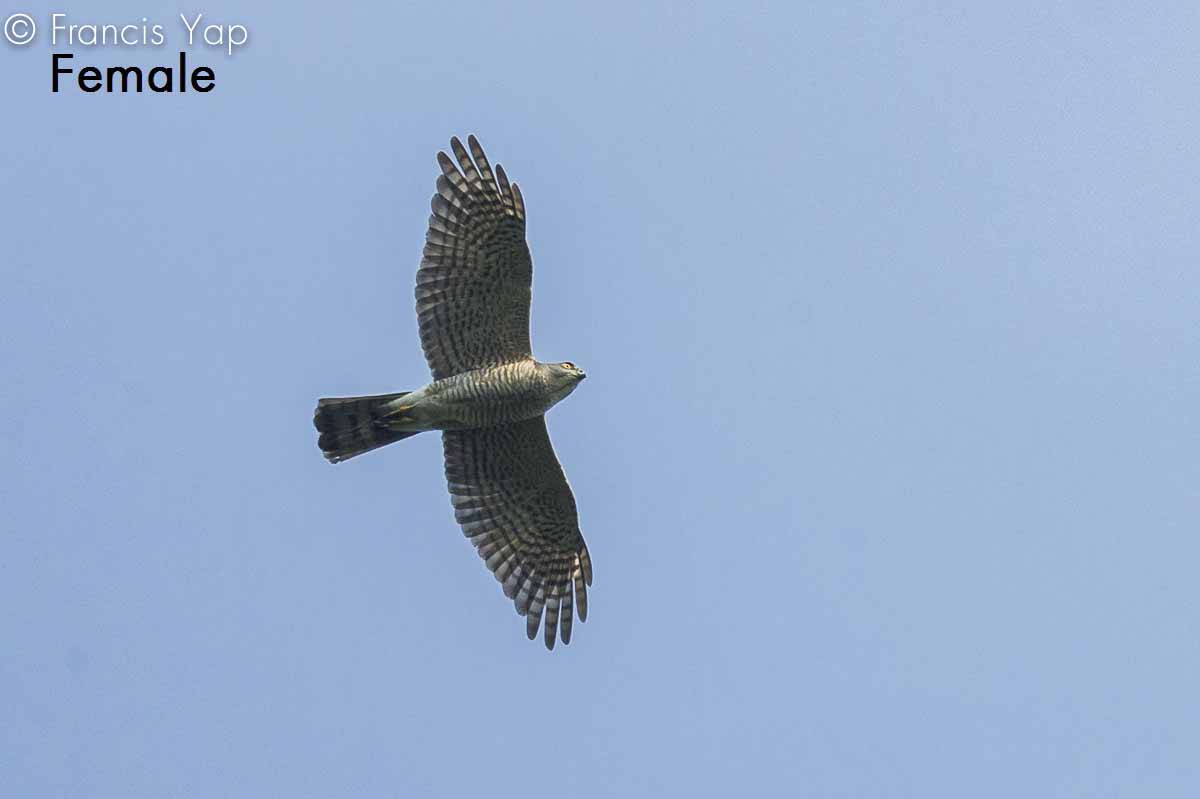 Accipiter gularis