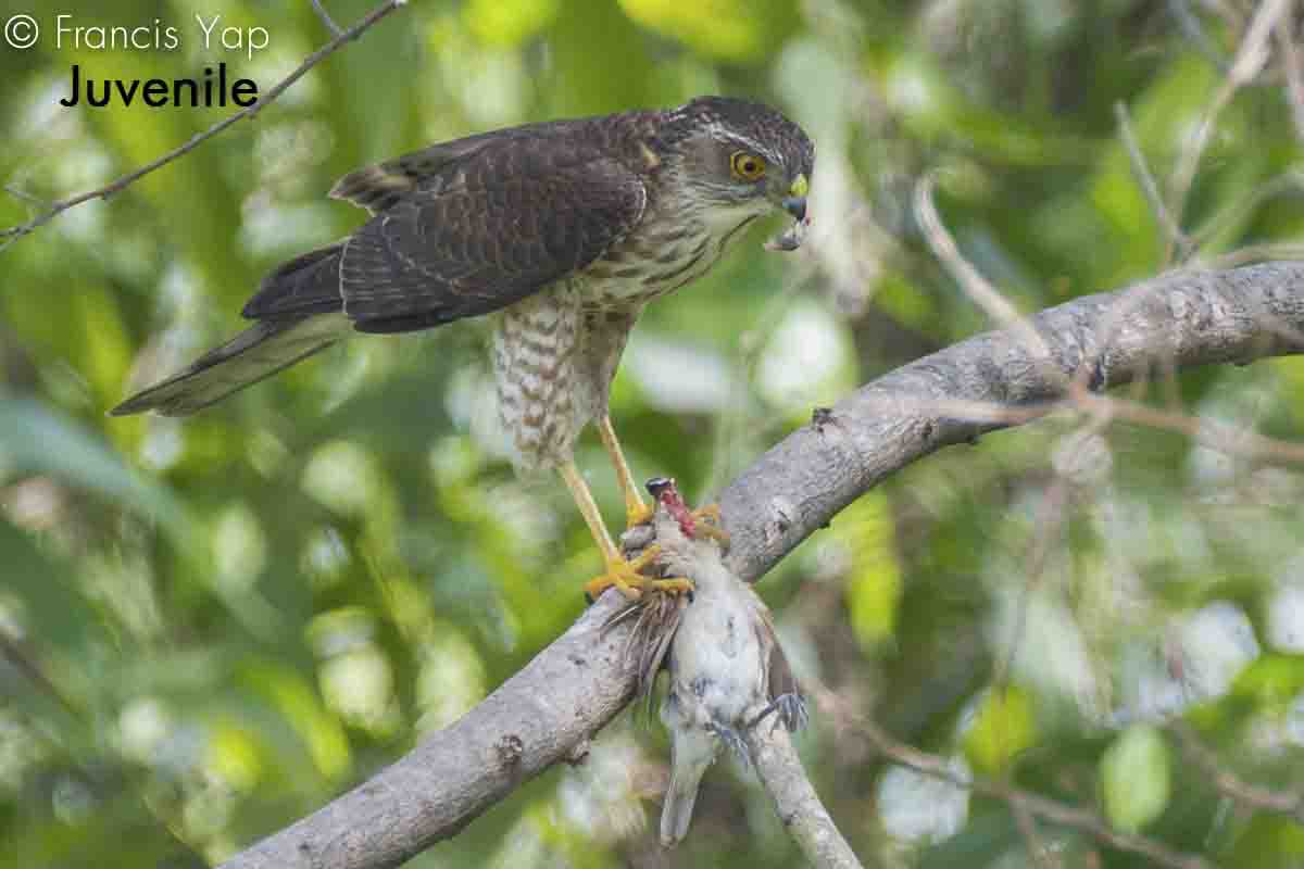 Accipiter gularis