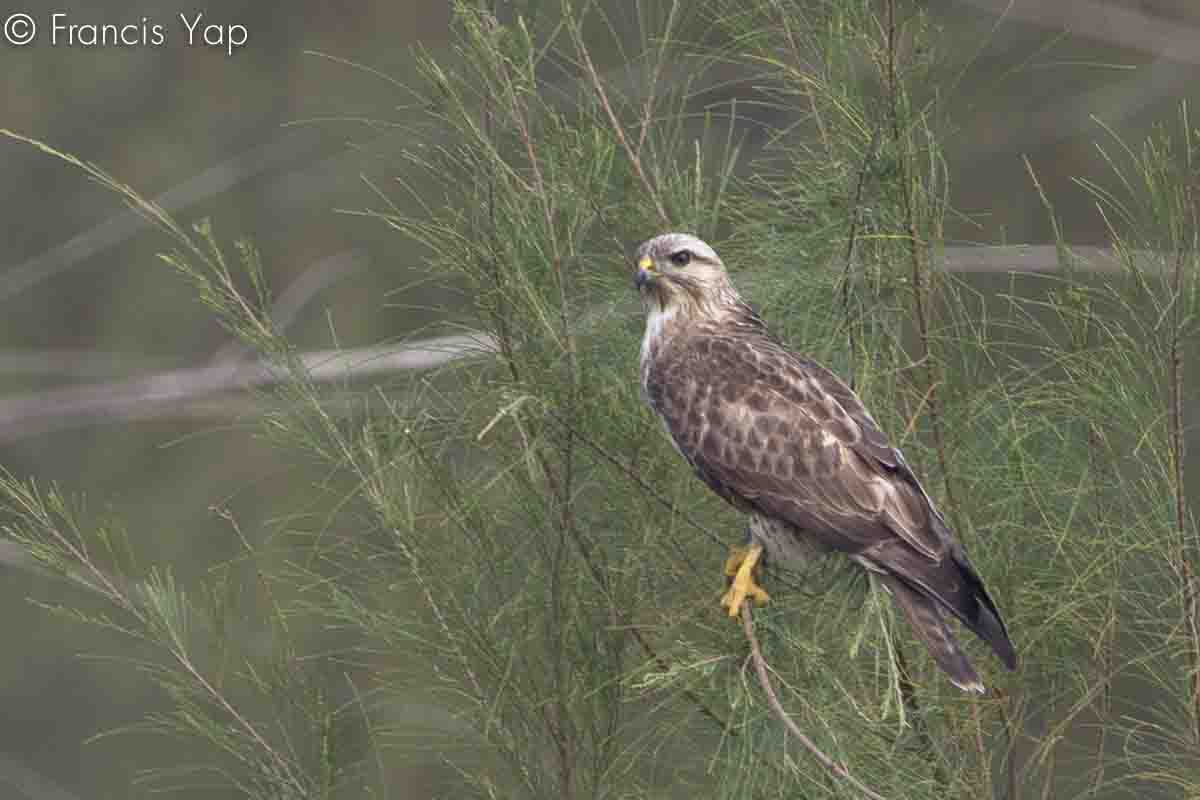 Buteo buteo