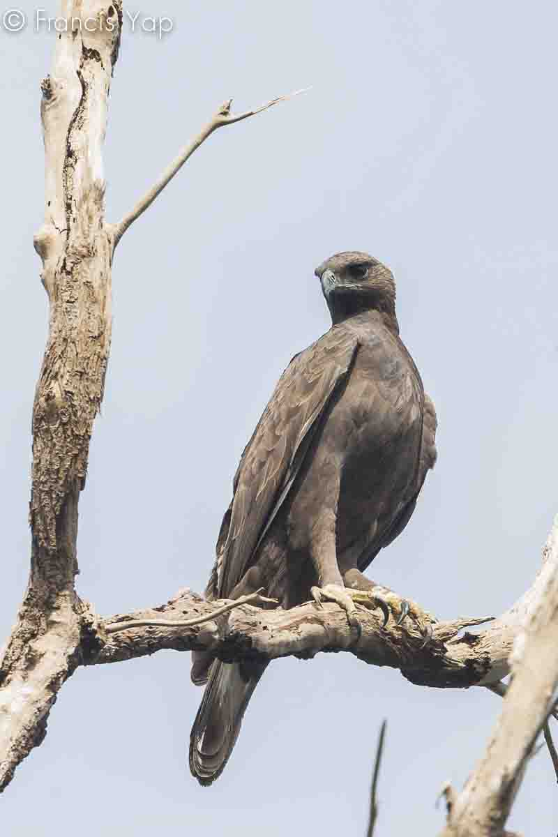 Spizaetus cirrhatus