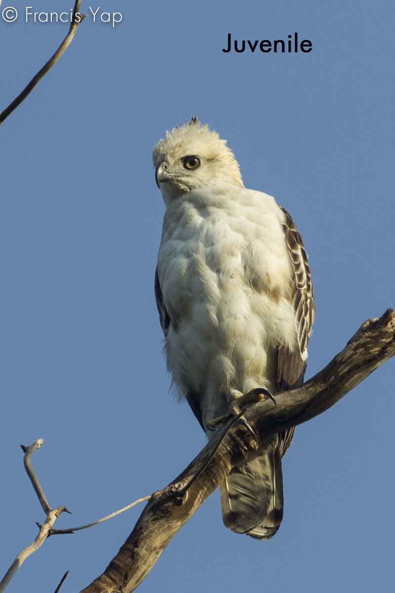 Spizaetus cirrhatus