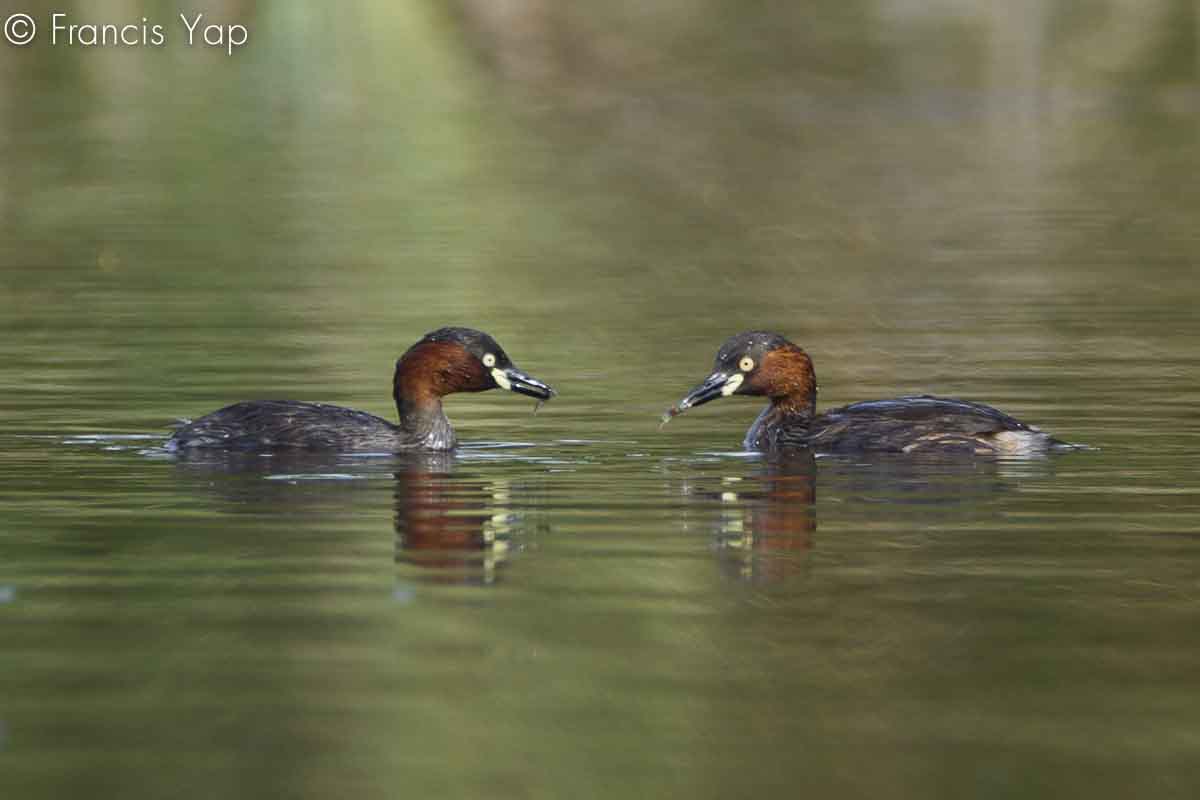 Tachybaptus ruficollis