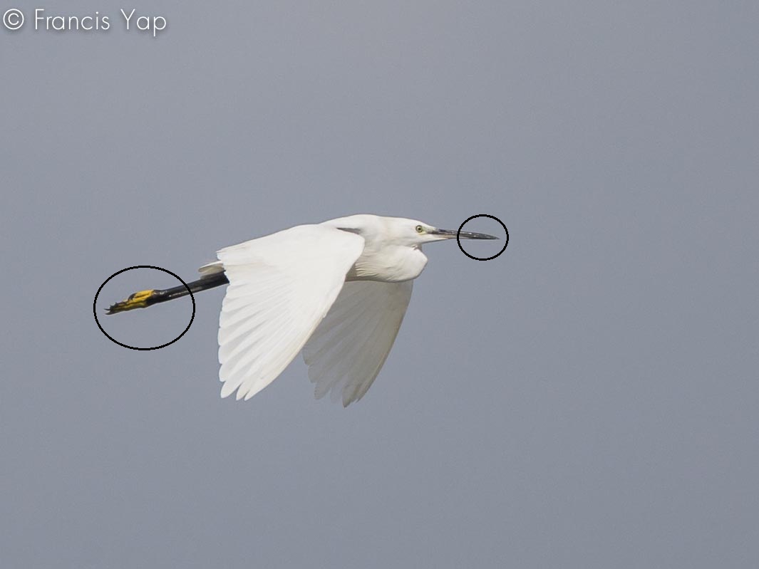 Egretta garzetta