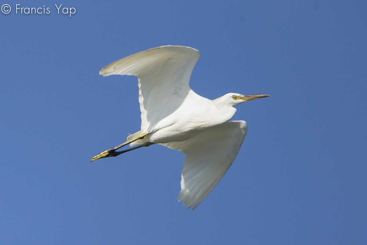 Egretta eulophotes