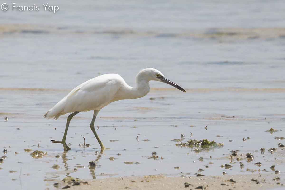 Egretta sacra