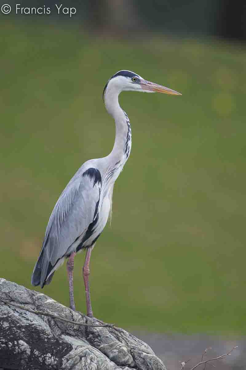 Ardea cinerea