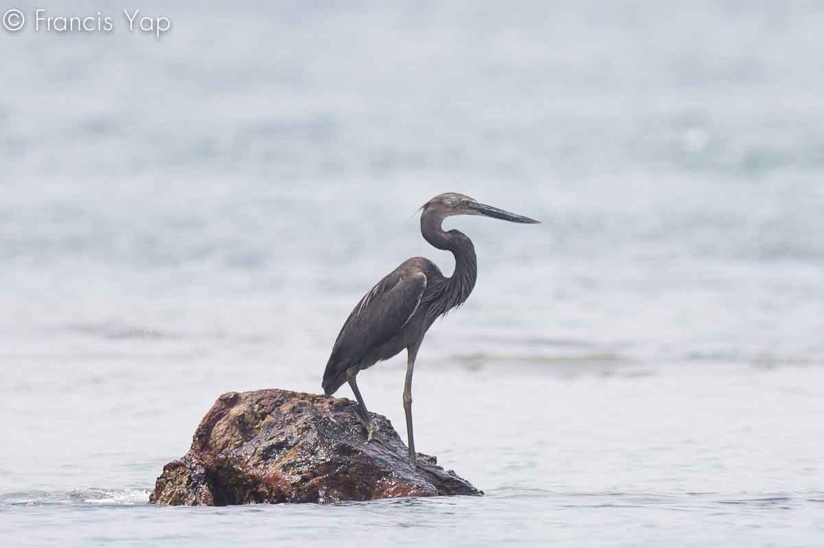 Ardea sumatrana