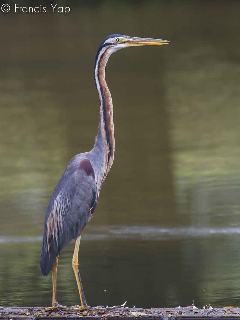 Ardea purpurea