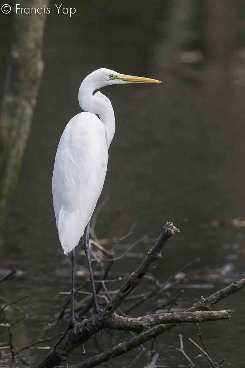 Casmerodius albus