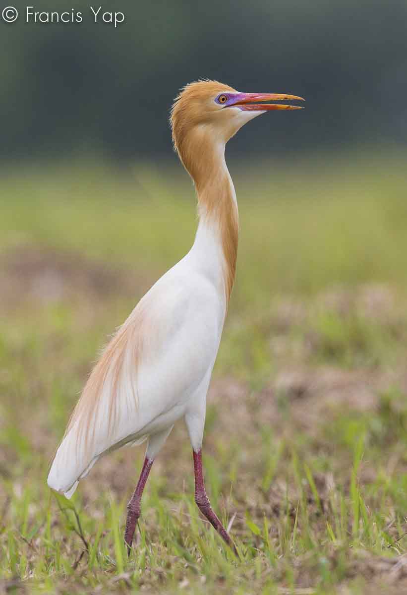 Bubulcus ibis