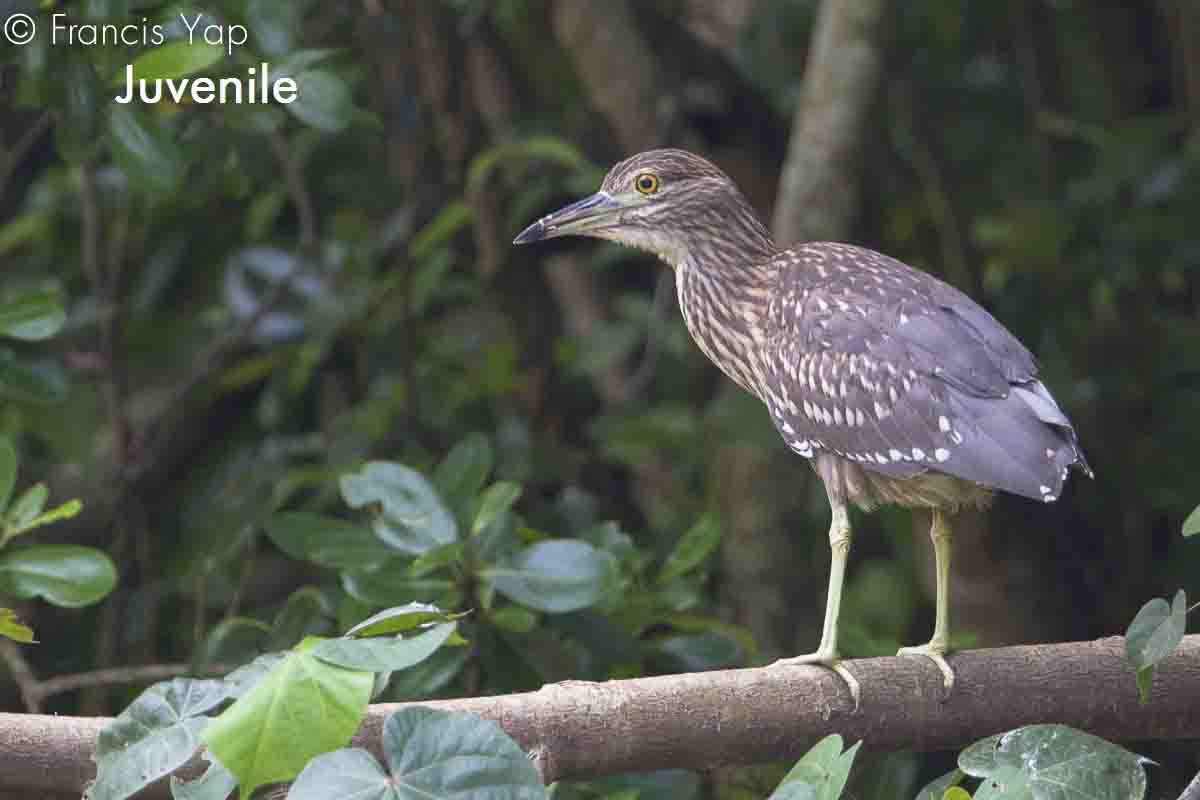 Nycticorax nycticorax