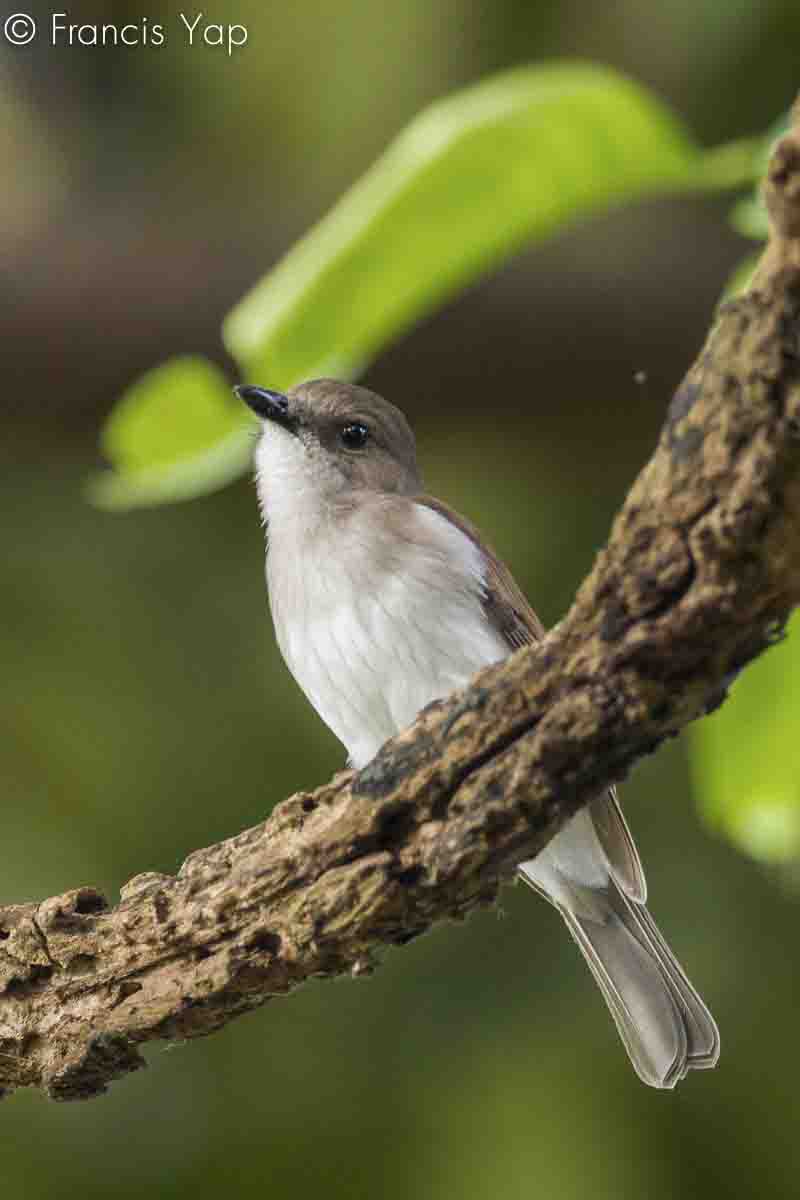 Pachycephala grisola