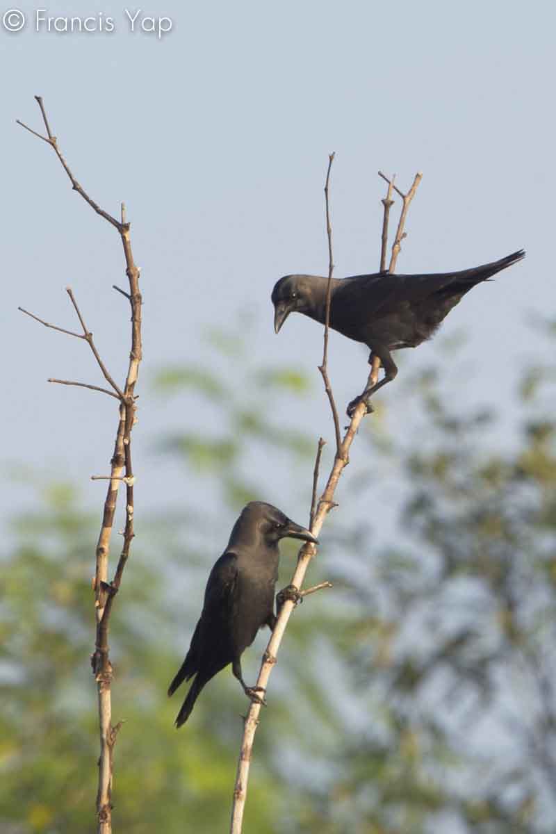 Corvus splendens