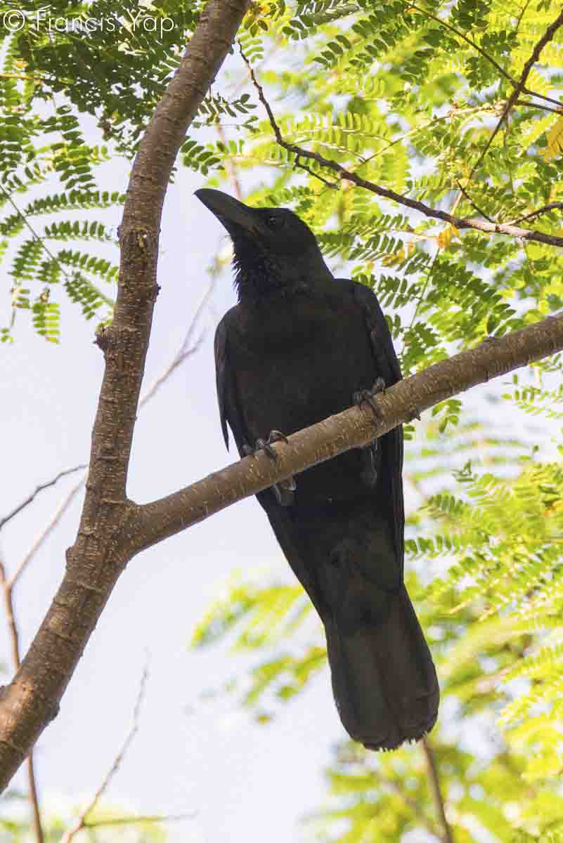 Corvus macrorhynchos