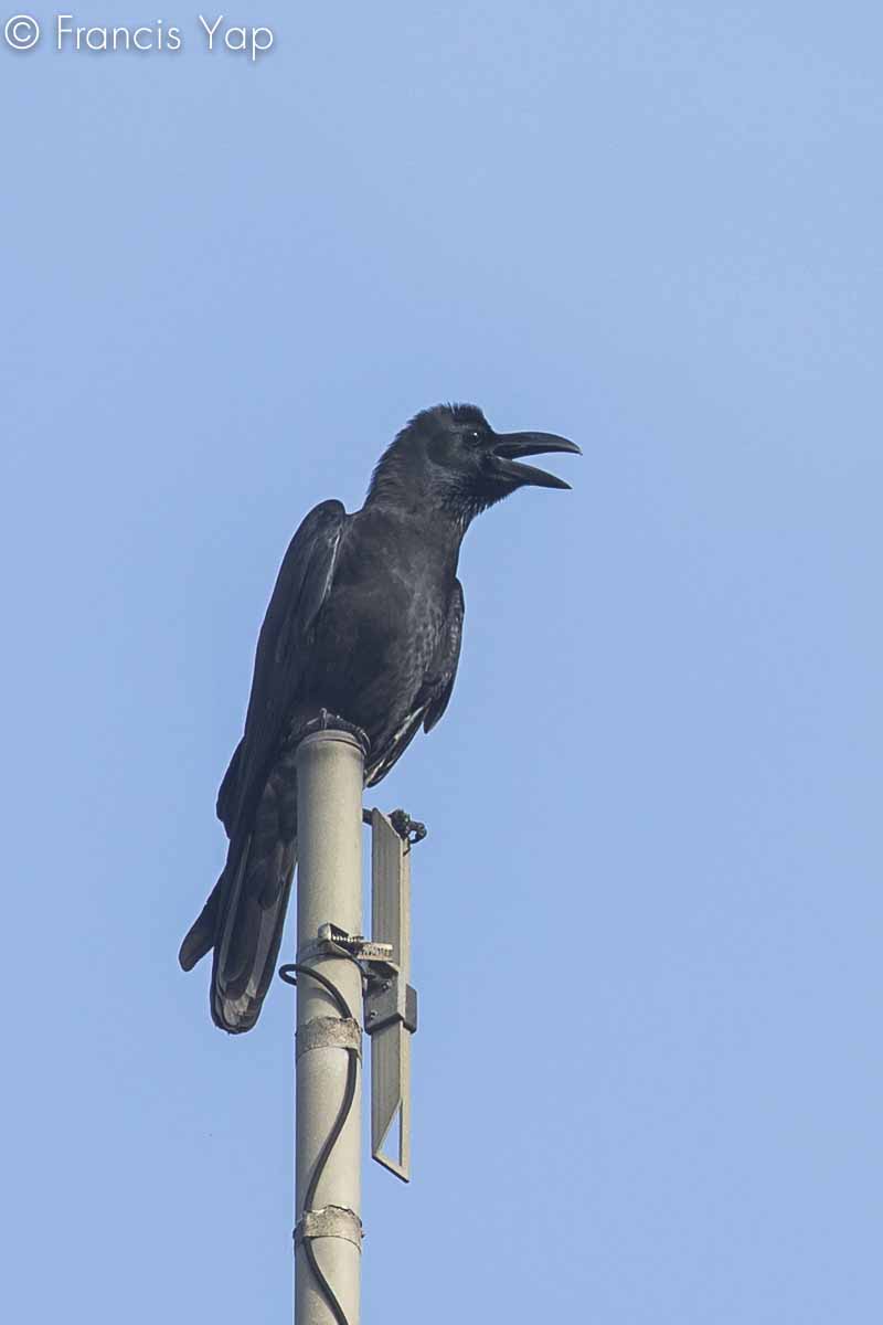 Corvus macrorhynchos