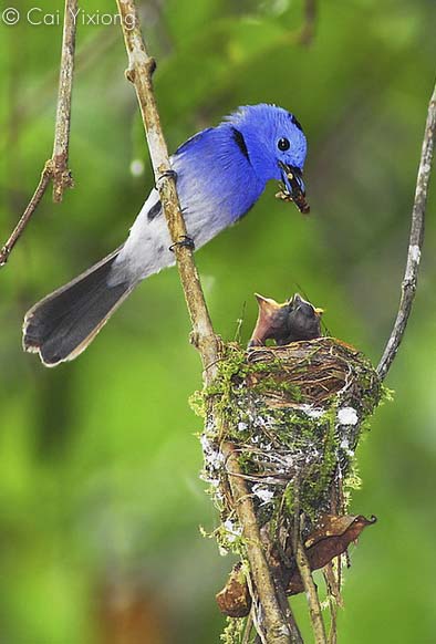 Species Details - Biodiversity and Environment Database System