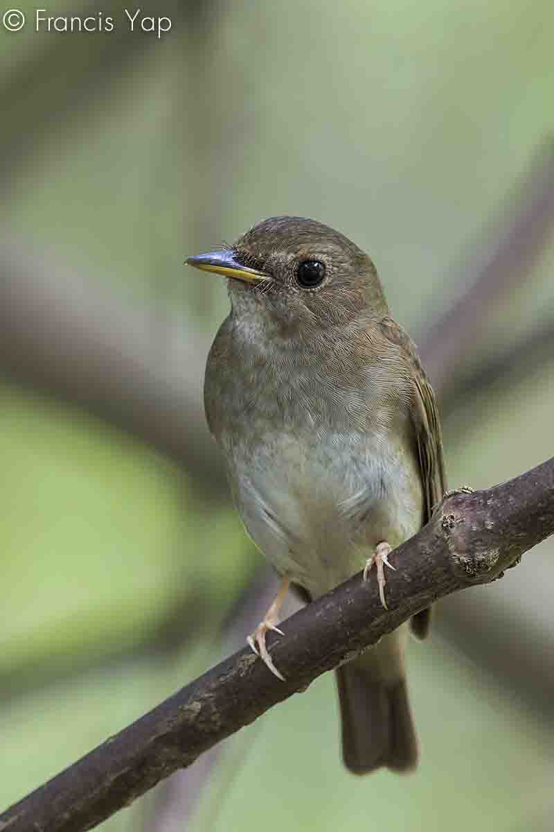 Cyornis brunneatus