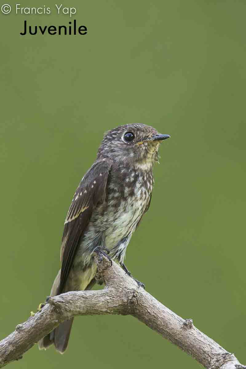 Muscicapa sibirica