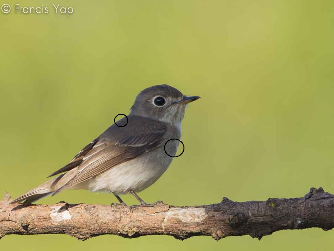 Muscicapa dauurica