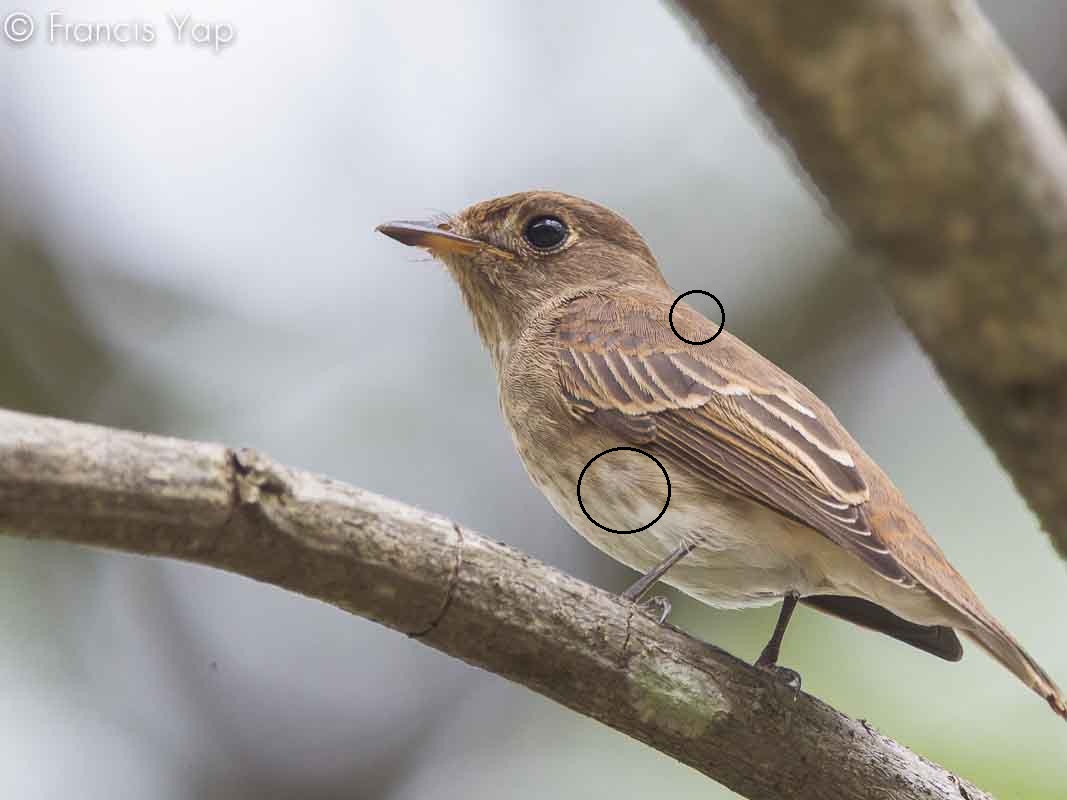 Muscicapa williamsoni