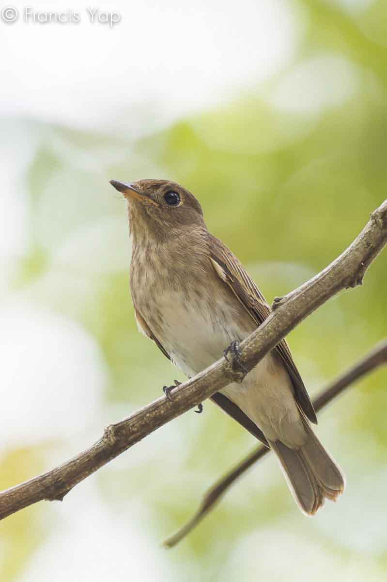 Muscicapa williamsoni