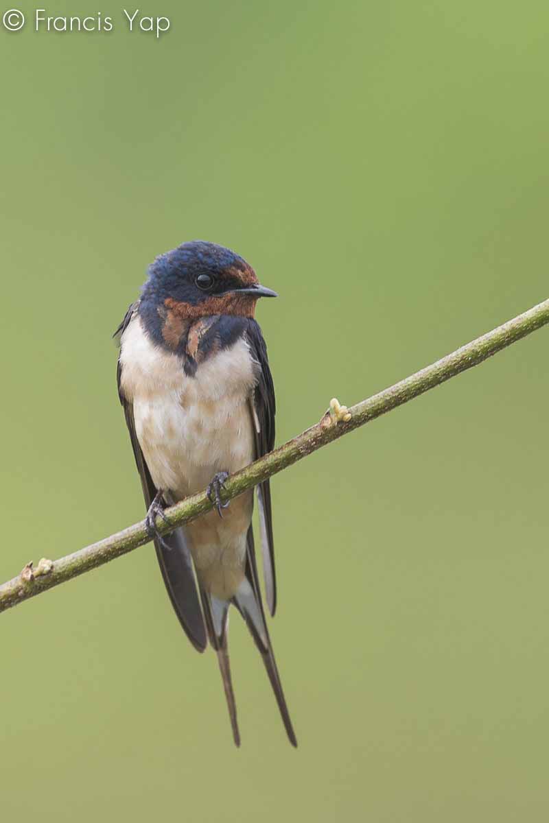 Hirundo rustica