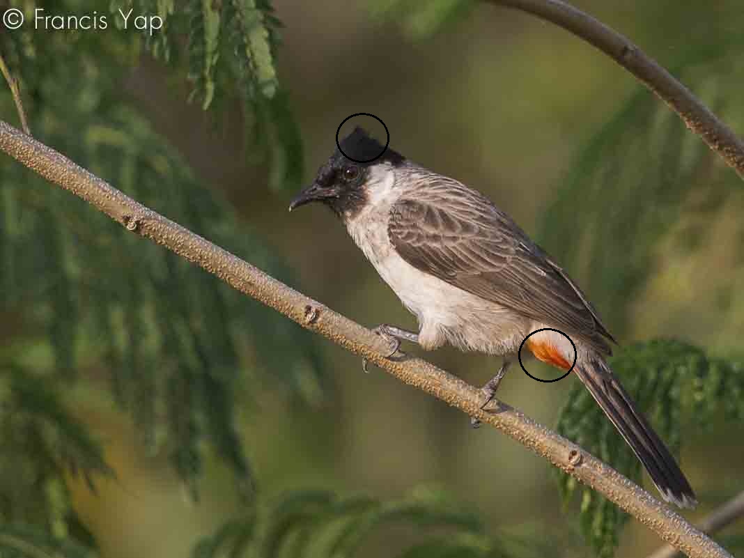 Pycnonotus aurigaster