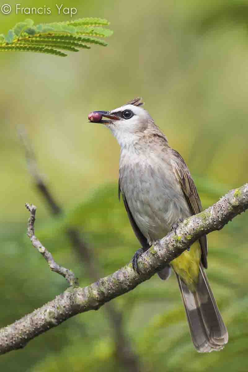 Pycnonotus goiavier