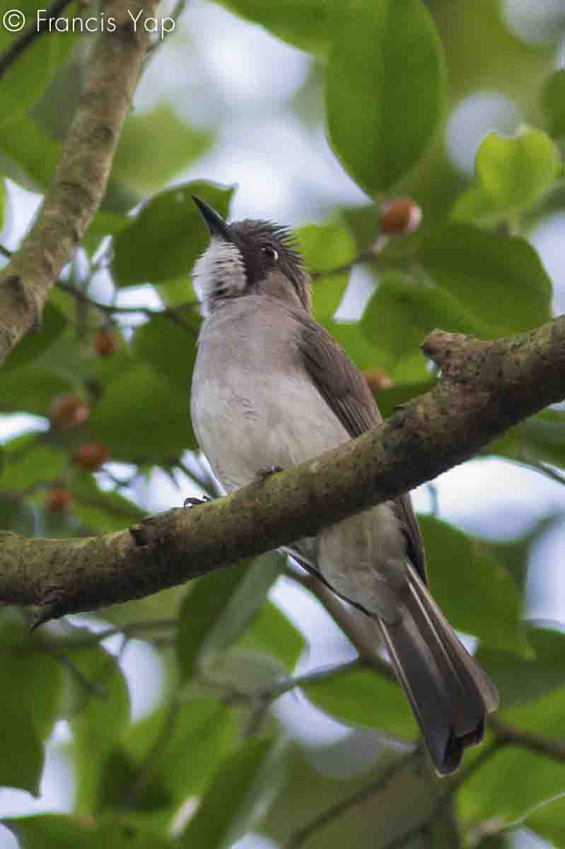 Hemixos cinereus