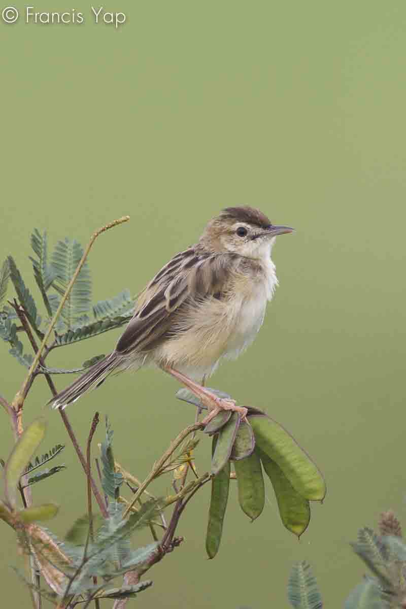 Cisticola juncidis