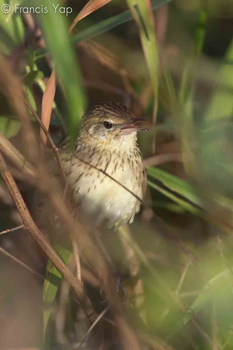 Locustella lanceolata