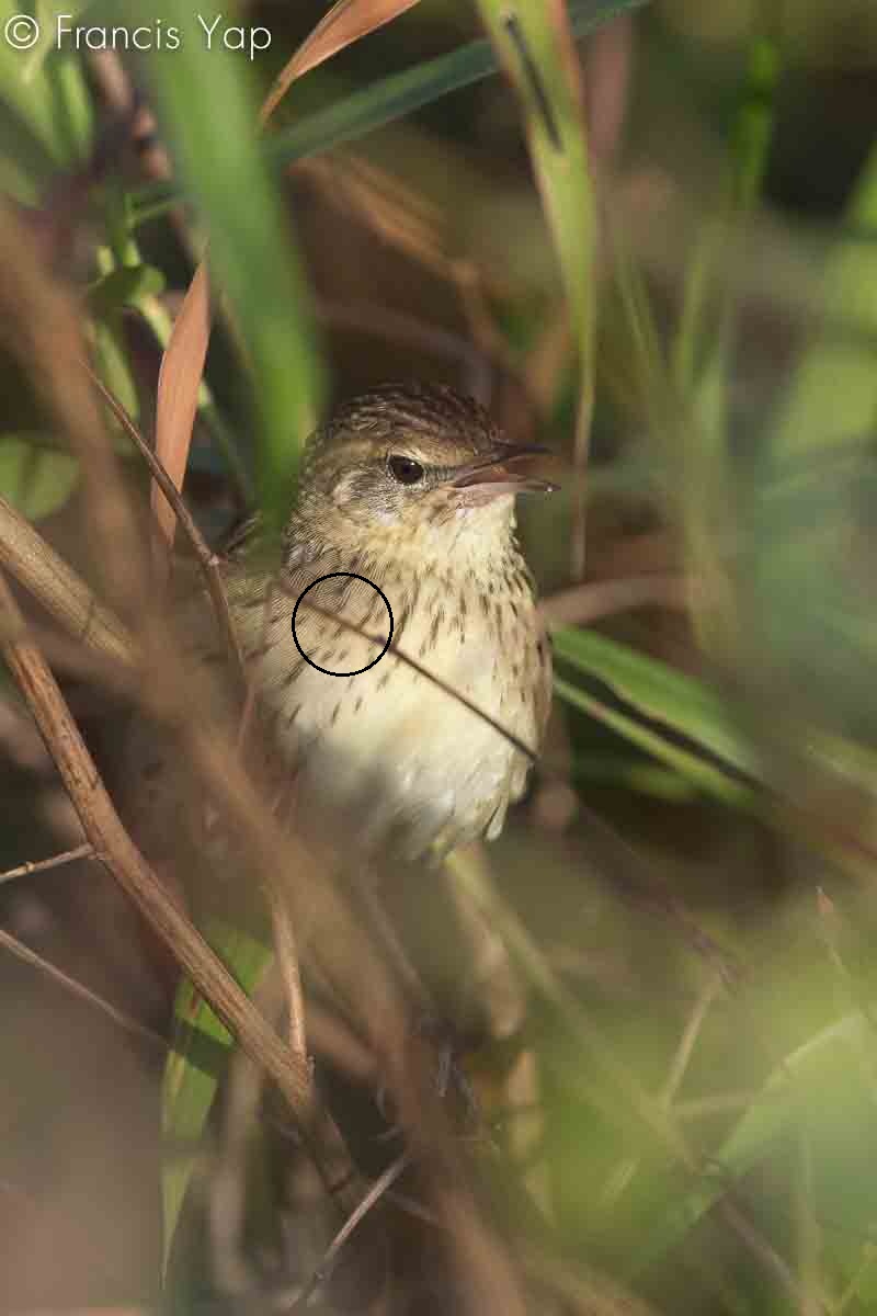 Locustella lanceolata