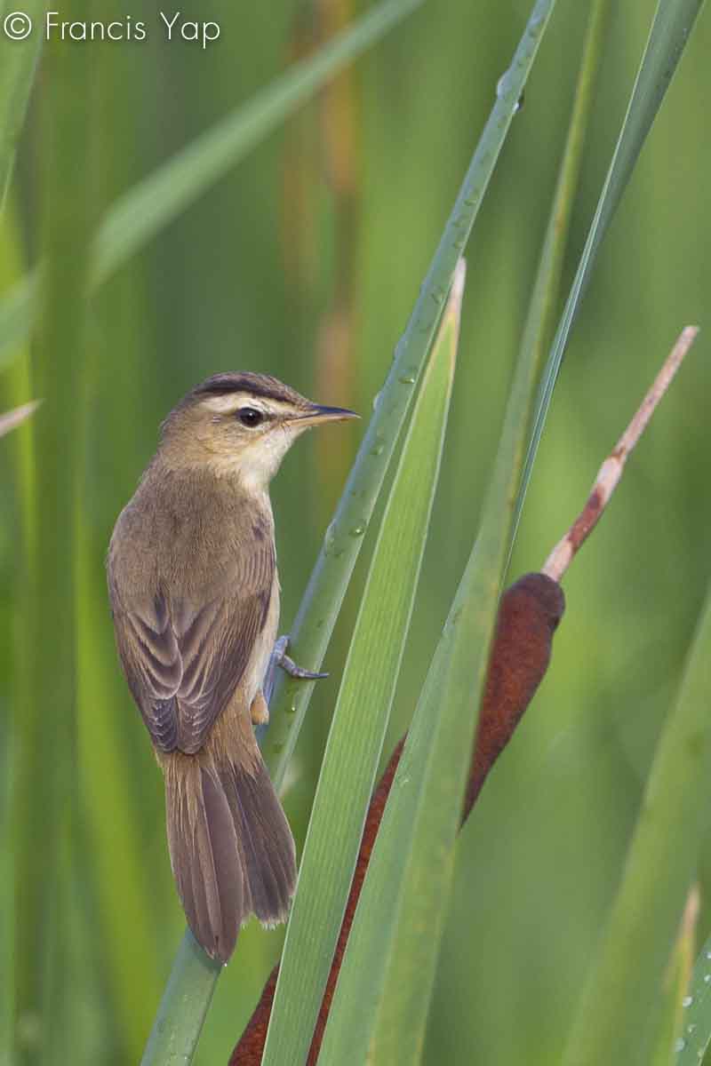 Acrocephalus bistrigiceps