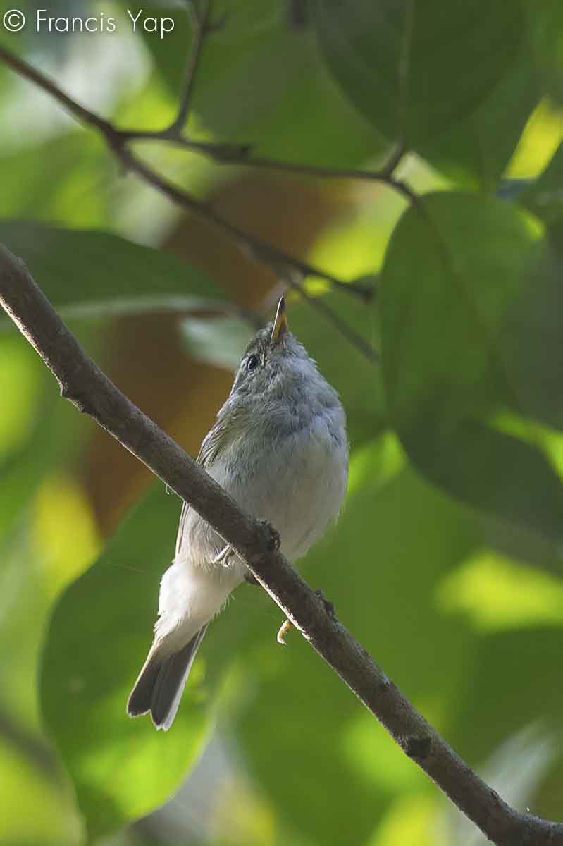 Phylloscopus inornatus