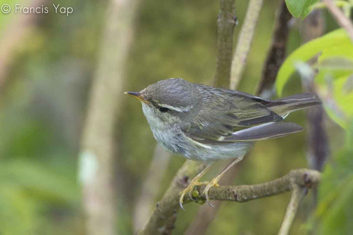 Phylloscopus borealis