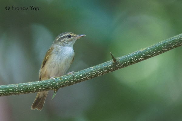 Phylloscopus borealoides