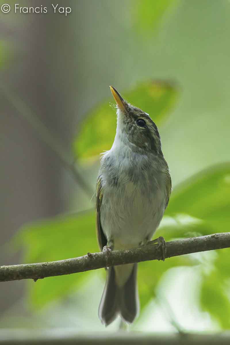 Phylloscopus coronatus